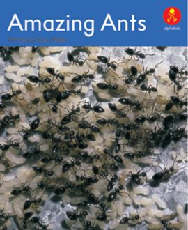 Amazing Ants