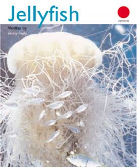 Jellyfish