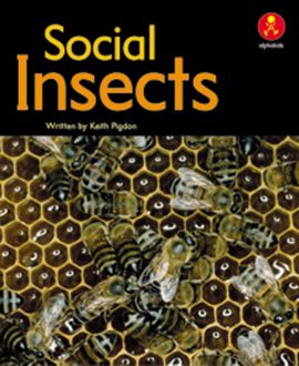 Social Insects