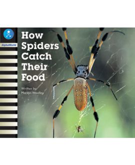 How Spiders Catch Their Food