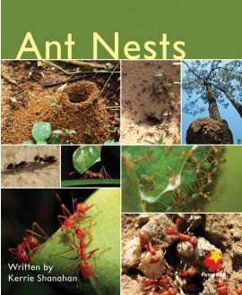 Ant Nests