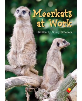 Meerkats at Work
