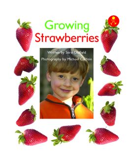 Growing Strawberries