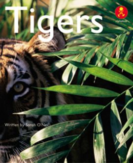 Tigers