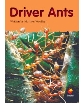 Driver Ants