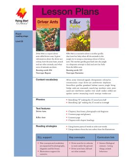 Driver Ants/Killer Ants