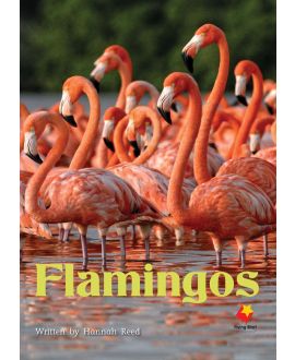 Flamingos