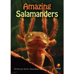 Amazing Salamanders