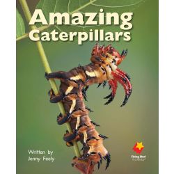 Amazing Caterpillars