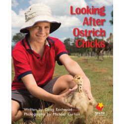 Looking After Ostriches Chicks
